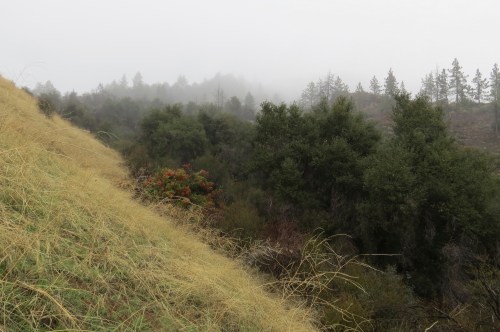 Little Pine Mountain Spring Alexander Saddle Santa Cruz Trail Santa Barbara Hiking trail Los Padres National Forest