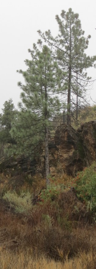 Pines Santa Cruz Trail Little Pine Mountain Spring Los Padres National Forest Santa Barbara hiking backpacking