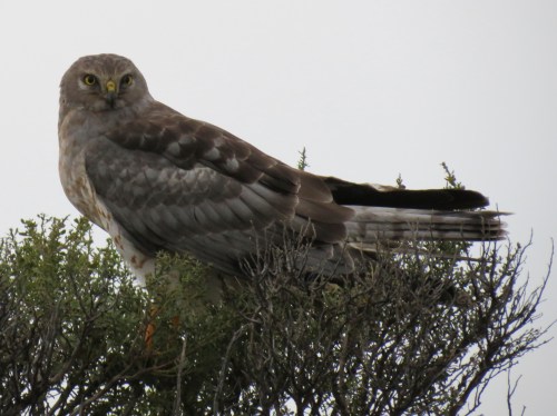 Northern Harrier More Mesa Open Space Santa Barbara Hiking trail