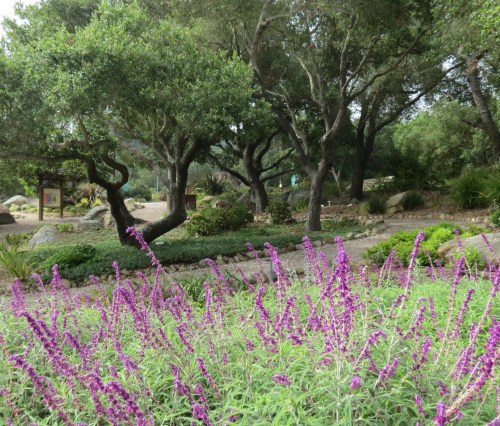 Firescape Demonstration Garden Sheffield Reservoir Open Space Santa Barbara Riviera hike trail