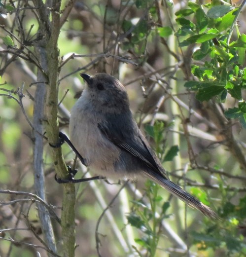 Bushtit Santa Barbara Riviera Sheffield Reservoir hike trail day
