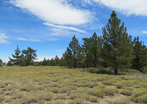Vincent Tumamait Trail Los Padres National Forest Mount Pinos