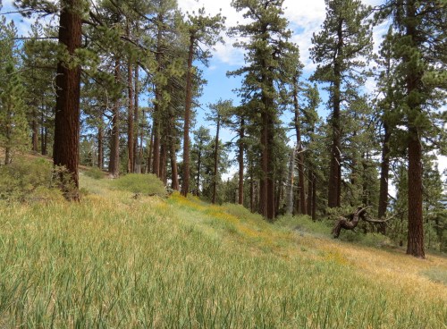 Sheep Camp Tumamait Trail Los Padres National Forest Chumash Wilderness North Fork Lockwood Trail