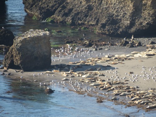 Santa Barbara Island day hike camping Channel Islands National Park Webster Point
