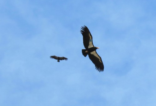 Lake Piru California Condor 