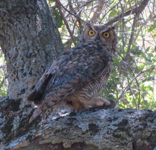 La Jolla Trail Los Padres National Forest Great Horned Owl Santa Barbara hike Birabent Canyon