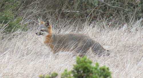 San Miguel Island Fox Channel