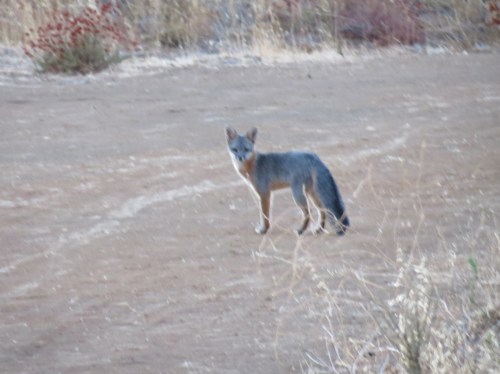 Gray Fox McKinley Fire Road Los Padres National Forest