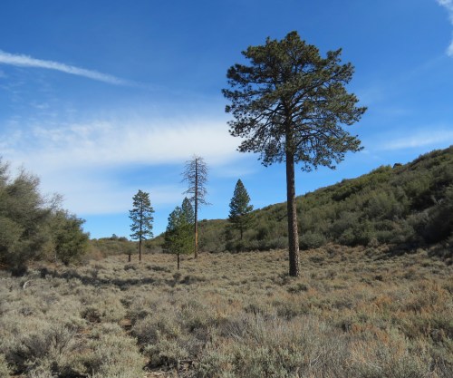 Dry Lakes Ridge Botanical Area Ojai Hike trail Los Padres National Forest
