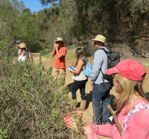Lanny Kaufer Herb Walks Santa Barbara trail hike ventura ojai native plants