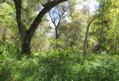 Devil's Canyon Los Padres National Forest Santa Barbara hike trail 