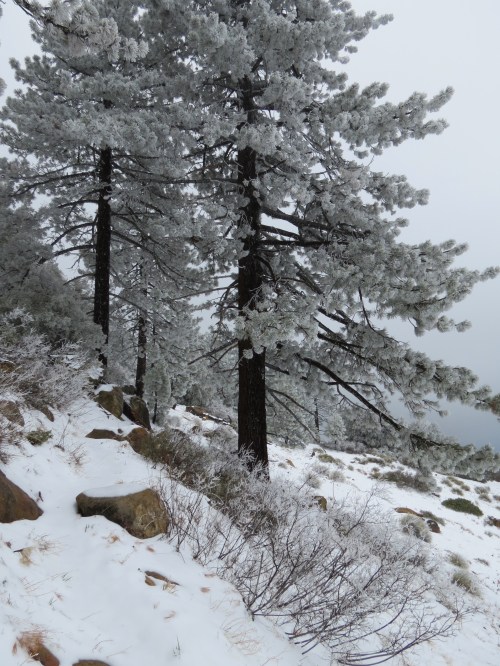 Chorro Grande Trail Ojai hike Los Padres National Forest Pine Mountain