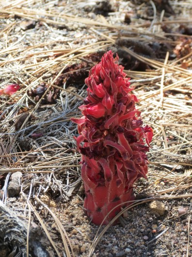 Snow Plant flower sacordes Los Padres National Forest San Rafael Wilderness Mission Pine Santa Barbara hike trail