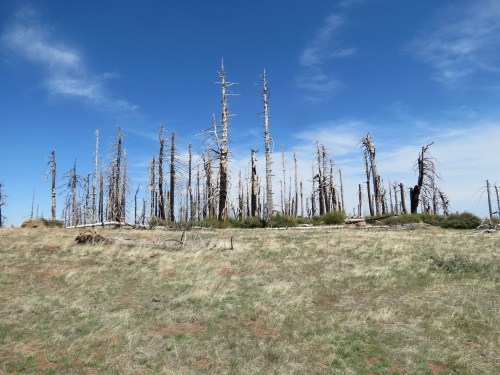 Big Pine Mountain Los Padres National Forest San Rafael Mountains highest point Santa Barbara County