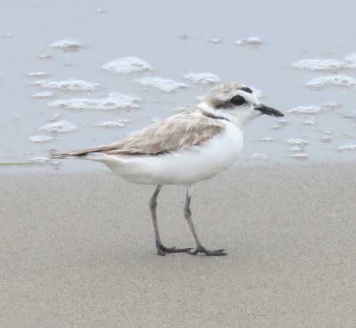 Western Snowy Plover Coal Oil Point Reserve Sands Beach