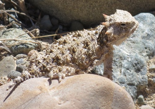 Horny Toad Lizard Manzana Creek Trail Los Padres National Forest San Rafael Wilderness