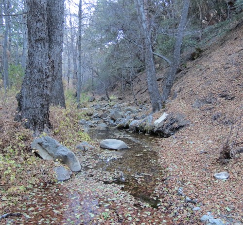 Beartrap Creek Canyon Campground Los Padres National Forest Sespe Wilderness Hike Gene Marshall Piedra Blanca Trail