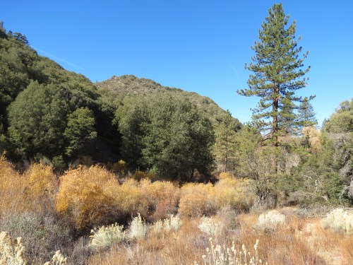 Beartrap Creek Canyon Campground Gene Marshall Piedra Blanca Trail Sespe Wilderness Los Padres National Forest hike
