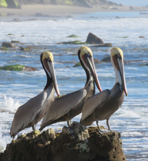 El Capitan Haskells beach walk Goleta hike