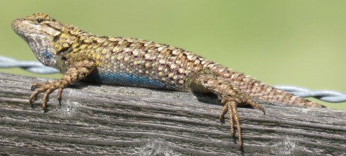 Western Fence Lizard Blue-belly 