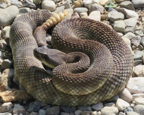 Southern Pacific Rattlesnake