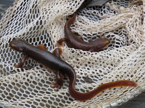 California Newt