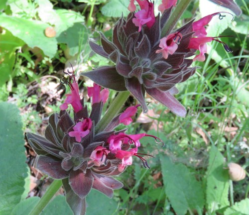Hummingbird Sage Alejandro Canyon colson los Padres National Forest hike trail