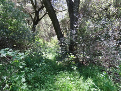 Alejandro Trail canyon creek camp los padres national forest hike