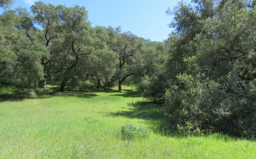 Alejandro Camp hike trail los padres national forest camp