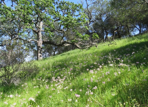 Weber Trail Alejandro Los Padres National Forest hiking backpacking Colson La Brea