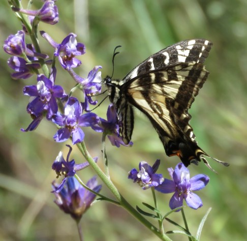 Western tiger swallowtail los padres national forest manzana creek san rafael wilderness