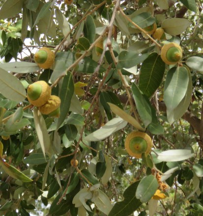 Pino Alto Nature Trail Los Padres National Forest hike Figueroa Mountain golden cup canyon live oak