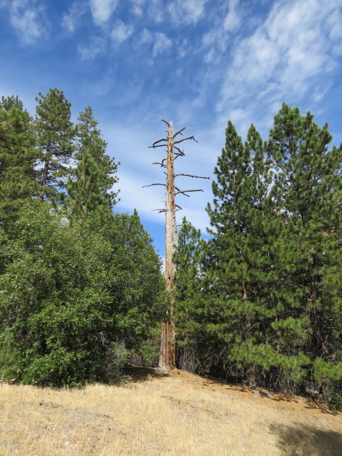 Pino Alto Nature Trail hike los padres national forest figueroa mountain ponderosa pines