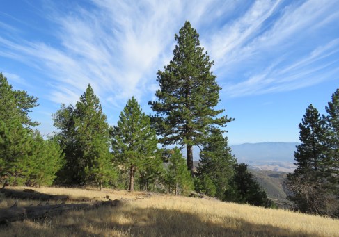 Pino Alto Nature Trail Los Padres National Forest hike Figueroa Mountain Ponderosa pine 