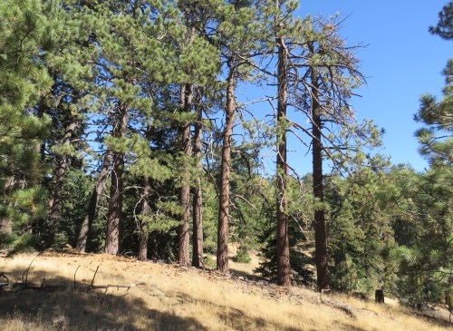 Pine Mountain Campground ridge hike Los Padres national Forest