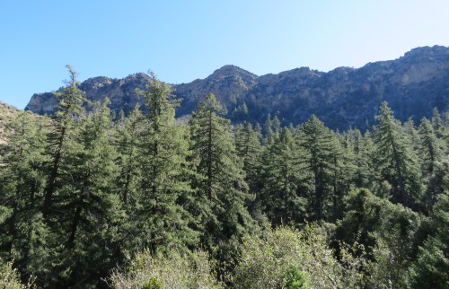 Big Cone Spruce Douglas fir Topatopa Mountains Ojai hike backpacking Red Reef Trail Los Padres National Forest Lady Bug ladybug sespe wilderness