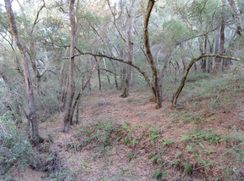 Franklin Trail Carpinteria Los Padres National Forest