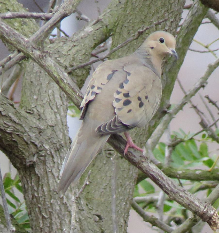 Mourning dove Santa Barbara Arroyo Burro Creek Veronica Springs Meadow