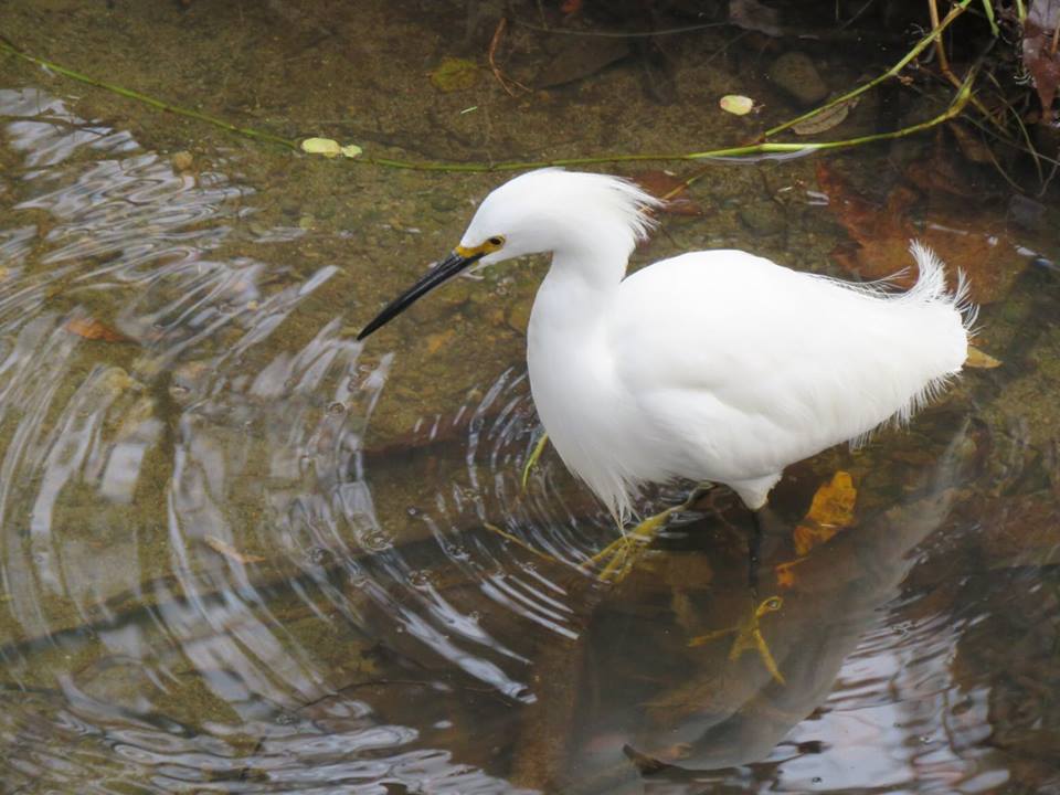 white egret arroyo burro creek open space Santa Barbara