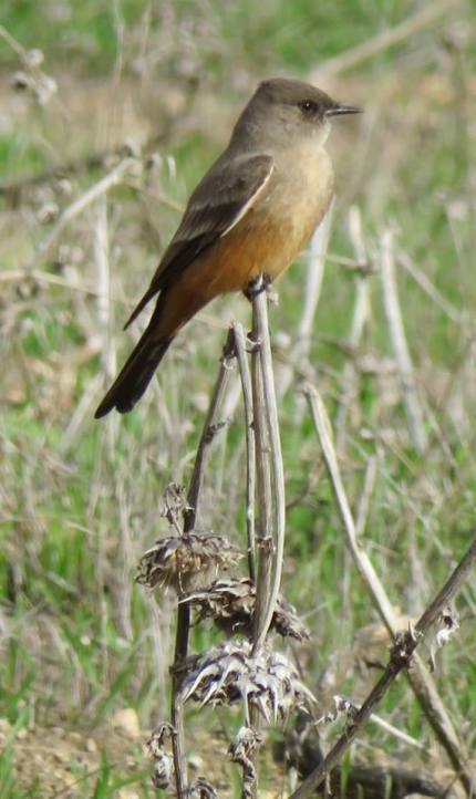 Say's Phoebe Veronica Springs Meadow Arroyo Burro Creek open space Santa Barbara