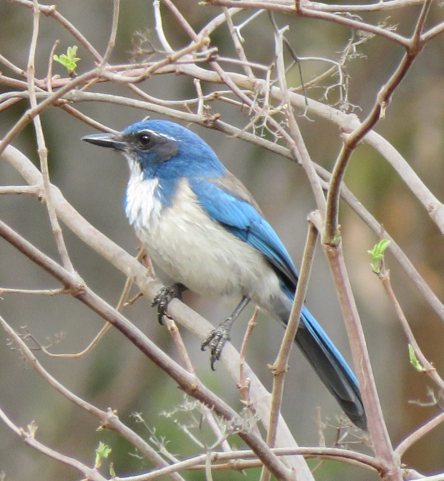 Western Scrub Jay blue veronica springs meadow santa barbara arroyo burro creek