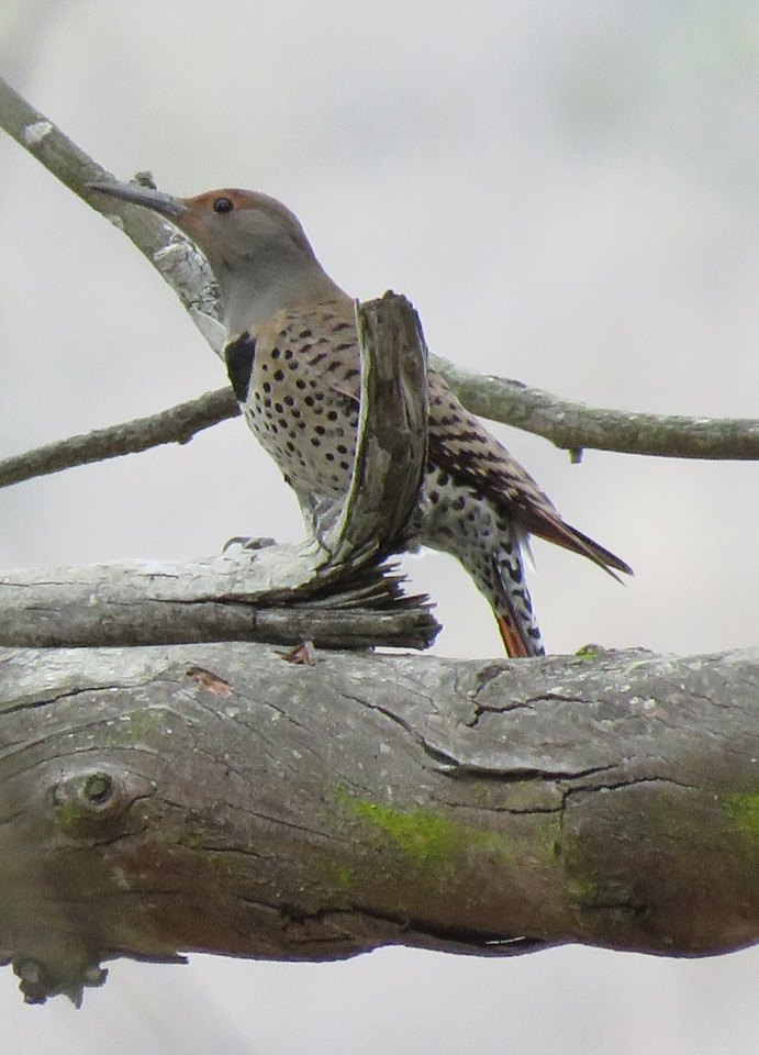 Northern Flicker arroyo burro open space creek veronica springs meadow Santa Barbara