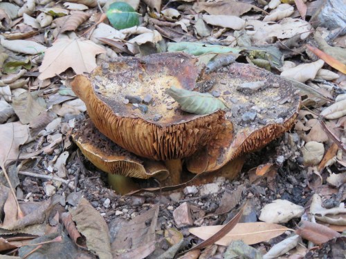 Cortinarius mushroom birabent canyon ballard camp los padres national forest la jolla trail hike san rafael mountains