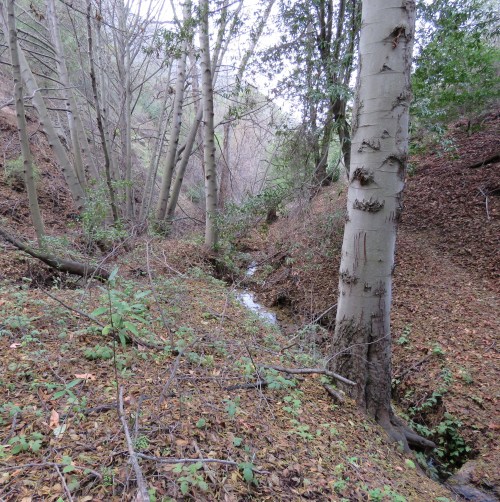 Alder tree la jolla trail Birabent Canyon ballard camp los padres national forest hike san rafael mountains