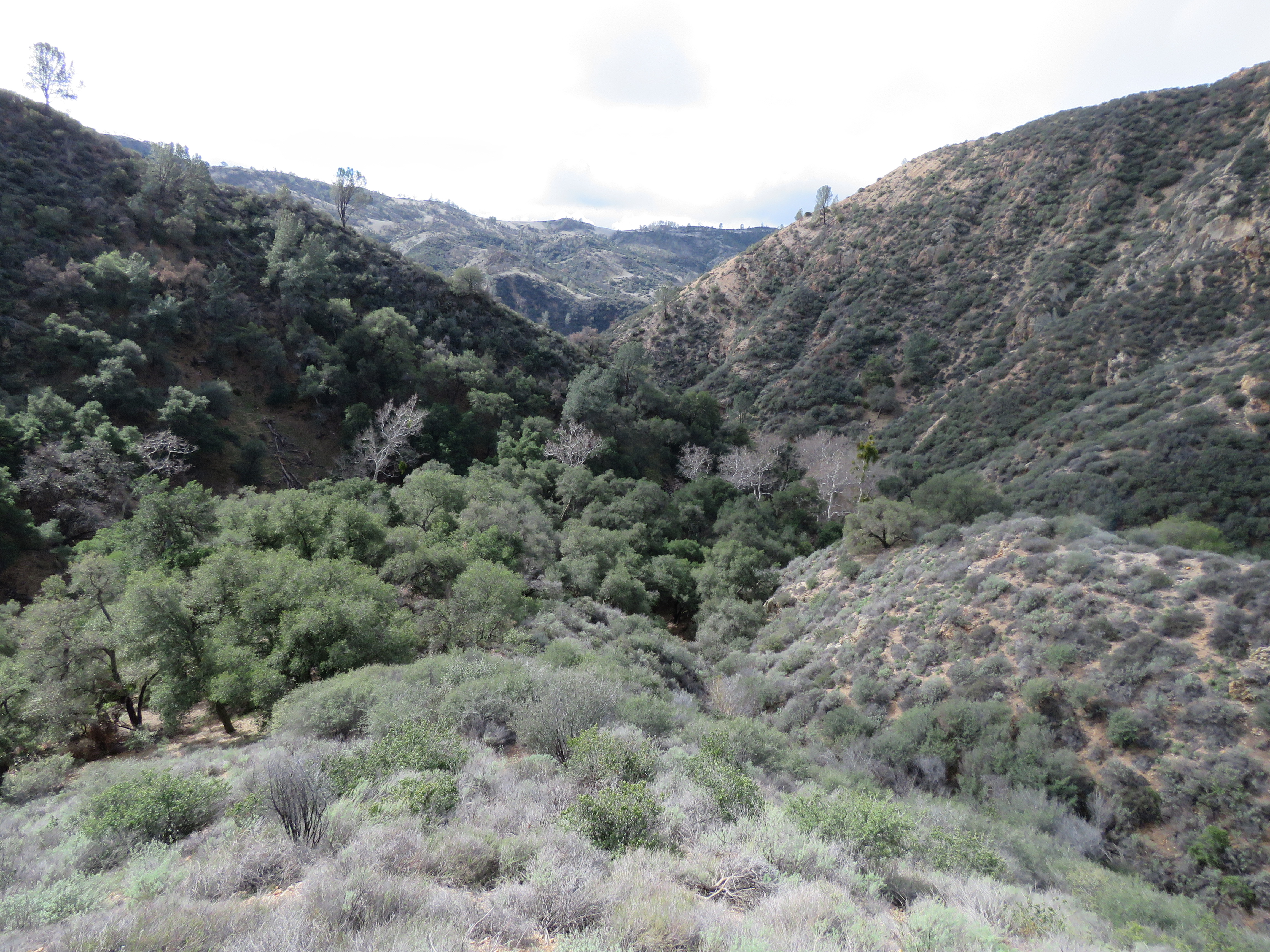 La Jolla Trail birabent canyon San Rafael Mountains hike Los Padres national forest meadow ballard