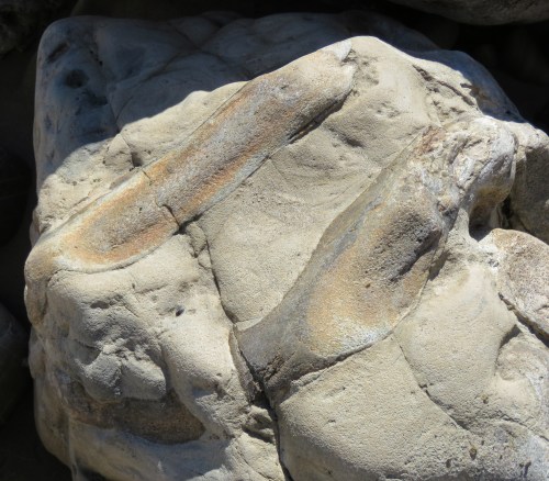 marine mammal fossils haskell's beach Susie Bartz Santa Barbara botanic garden walk hike goleta