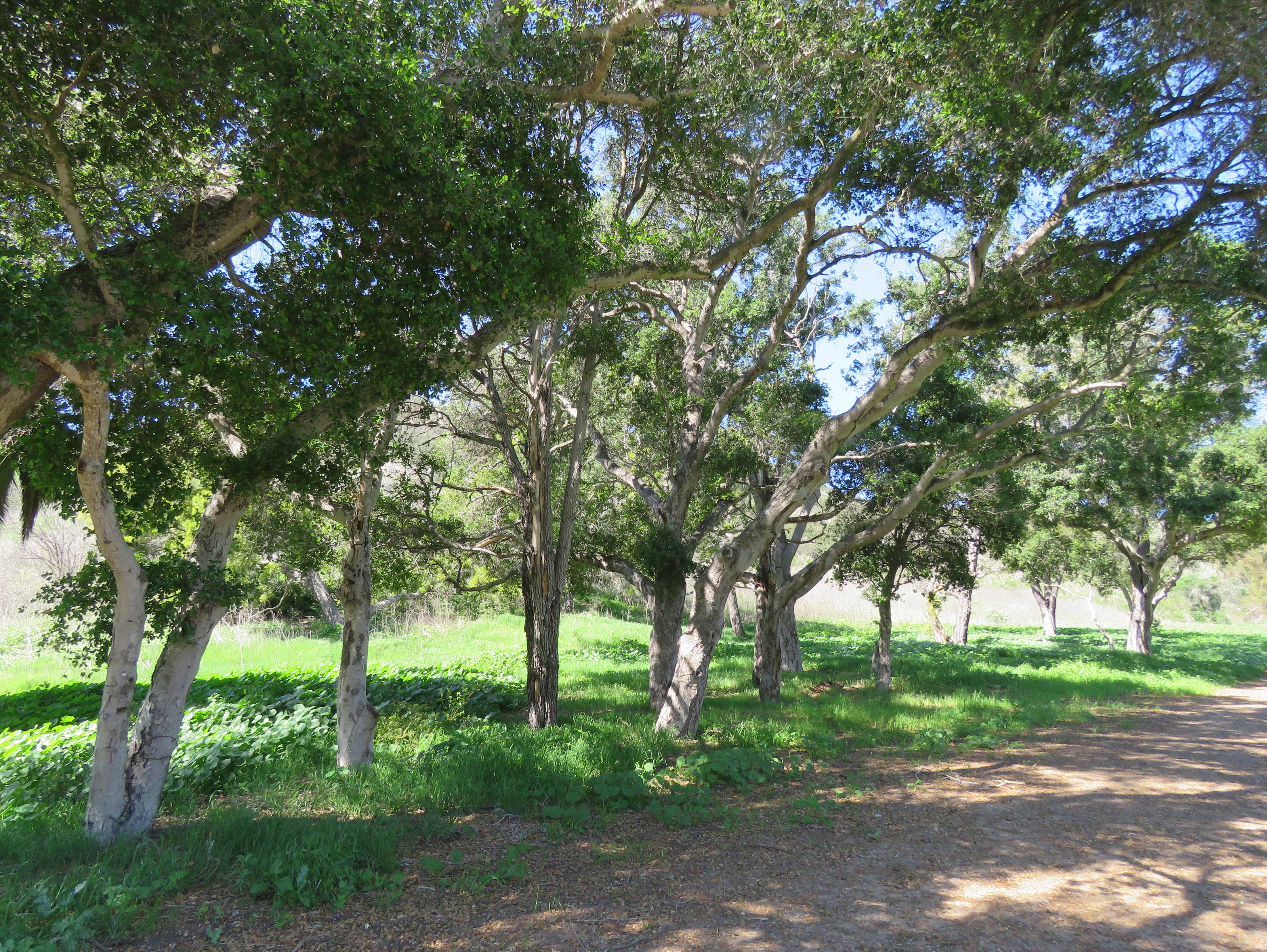 Arroyo Burro Open Space Veronica Springs Meadow Park hike trail Santa Barbara