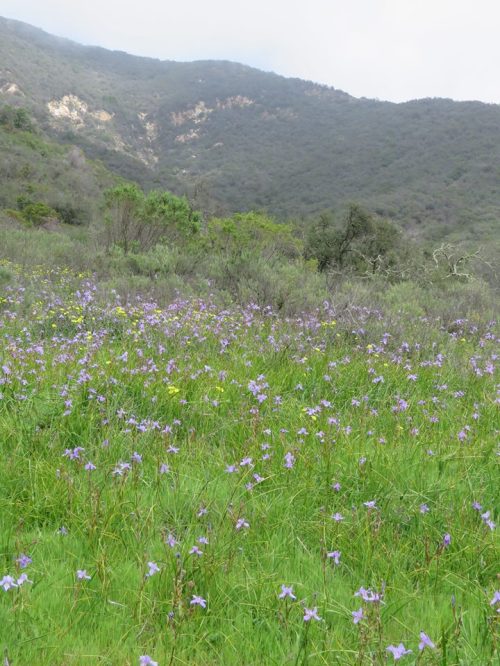 Douglas Iris hot springs canyon Montecito hike trail los padres national forest