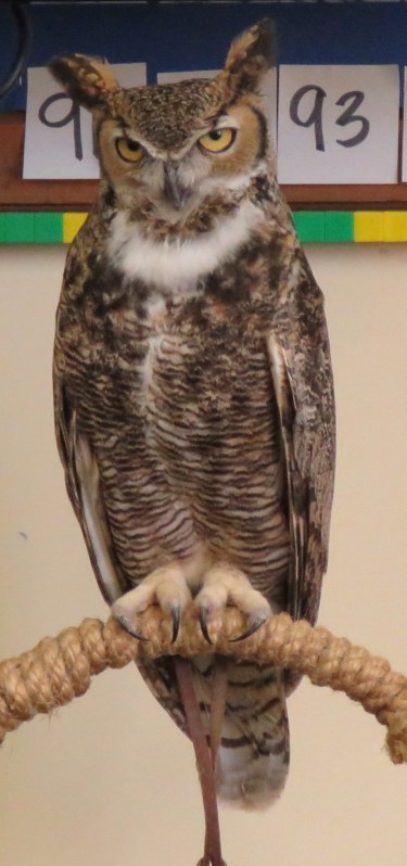 Max great horned owl Eyes in the sky meet your wild neighbor Santa Barbara audubon