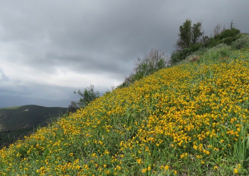 Fiddleneck Alexander Saddle Little Pine Mountain Santa Cruz Trail Los Padres National Forest
